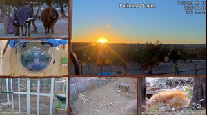 thumbnail of AlveusSanctuary