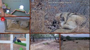 thumbnail of AlveusSanctuary